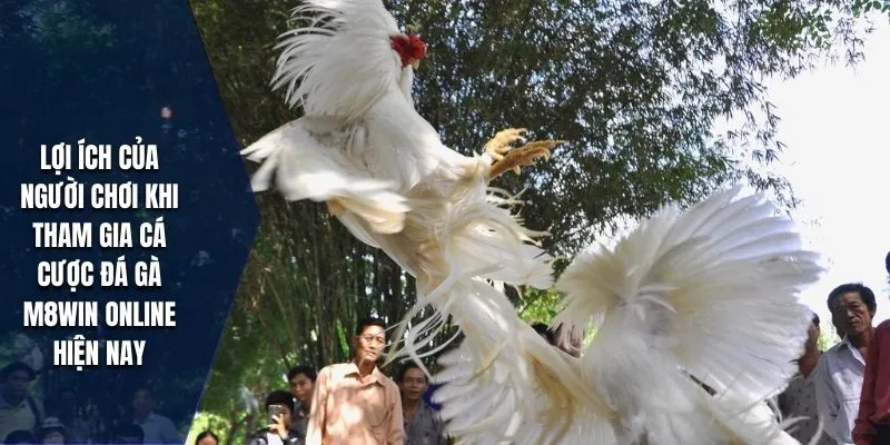 Đá Gà M8WIN – Trận Đấu Nảy Lửa & Cược Thắng Lớn